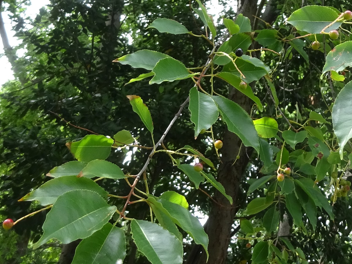 Prunus serotina (Rosaceae)